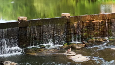 Kanadische-Gans-Geht-Zum-Fluss-Mit-Kleinen-Wasserfällen