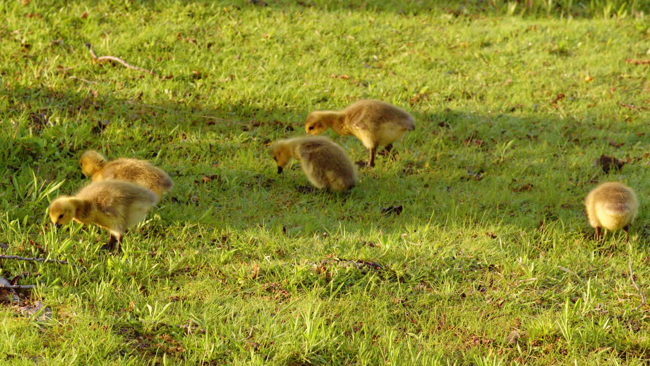 Newborn geese learning how to walk, eat and swim in the slow motion shot of these Canada geese on the first day alive.