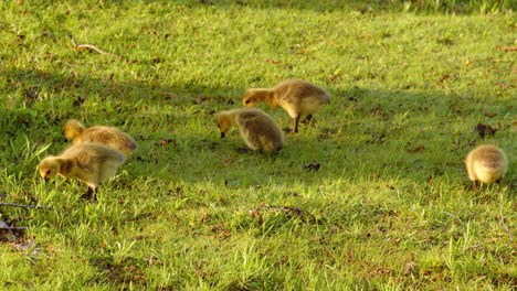 newborn geese learning how to walk, eat and swim in the slow motion shot of these canada geese on the first day alive.