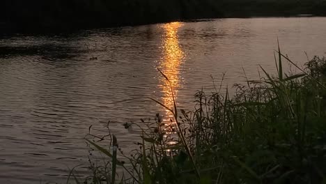 golden hour sunset with shimmering water reflections and calm water.