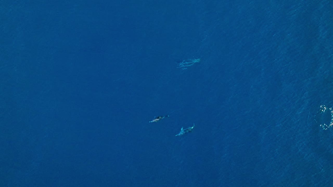 돌고래들이 빨리 헤엄치고 함께 물 밖으로 뛰어내려 깊은 곳으로 사라지기 전의 넓은 공중 조류 시각