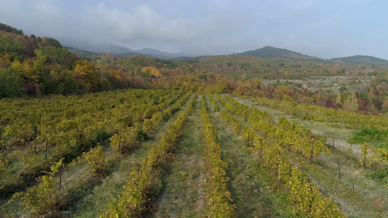 paisaje de viñedos de otoño con montañas en el fondo