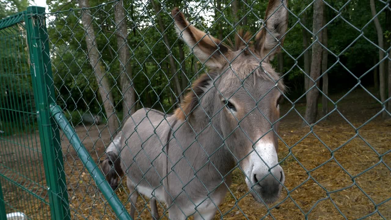 un burro triste confinado en un recinto rodeado por una valla