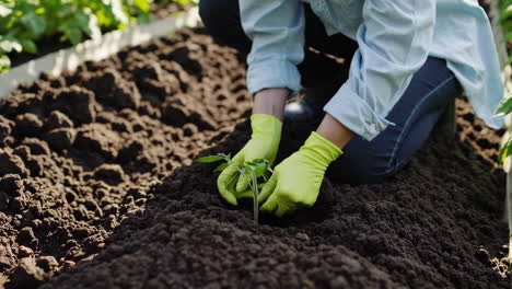person planting a young seedling in a garden