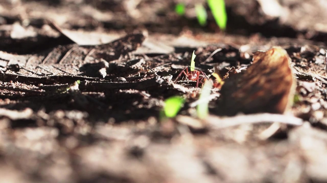 Leafcutter Ants transport leaves in slow motion through a trail with the sun beaming down from the right.
