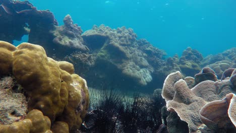 Small-Fishes-Swimming-Around-The-Coral-Reef-Under-The-Bright-Blue-Sea-In-Thailand---Closeup-Shot