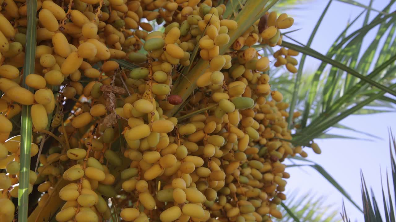 Dates on a palm tree on Sahara desert oasis