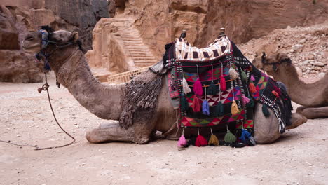 A-Still-Shot-of-Camel-Sitting-on-a-Ground-in-the-Ancient-City-of-Petra-in-Jordan