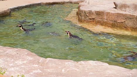 slow motion penguins swimming underwater in zoo enclosure