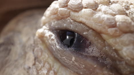 giant tortoise slowly opening its eyeball eyelid