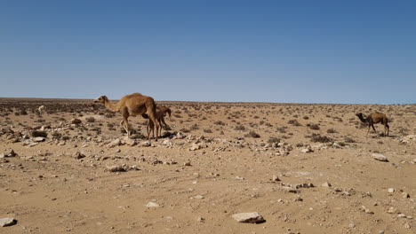 Group-of-camels-walking-in-the-sahara-desert-in-Morocco