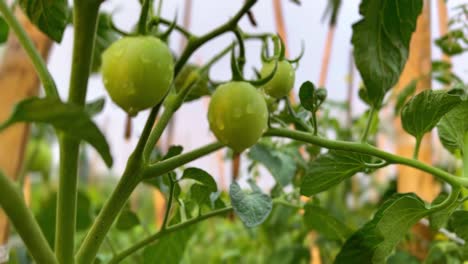 tomates verdes en la planta