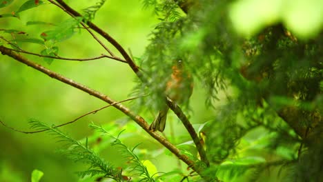chaffinch eurasiático común en friesland países bajos oscurecido detrás de agujas de árbol sentado en una rama delgada