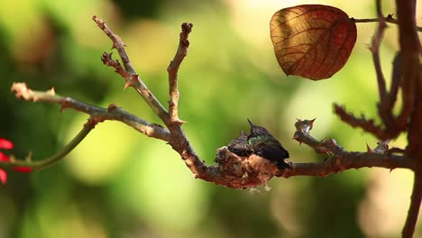 two baby chick hummingbirds wait in their nest to be fed in a tropical rainforest