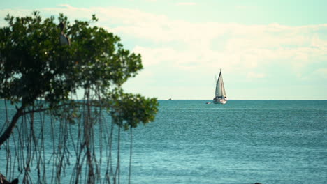 Sailboat-drifting-on-the-horizon-in-the-Florida-Keys-with-Mangrove-in-calm-waters