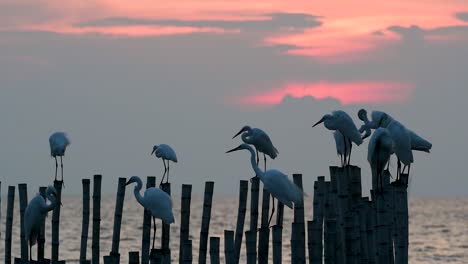 The-Great-Egret,-also-known-as-the-Common-Egret-or-the-Large-Egret