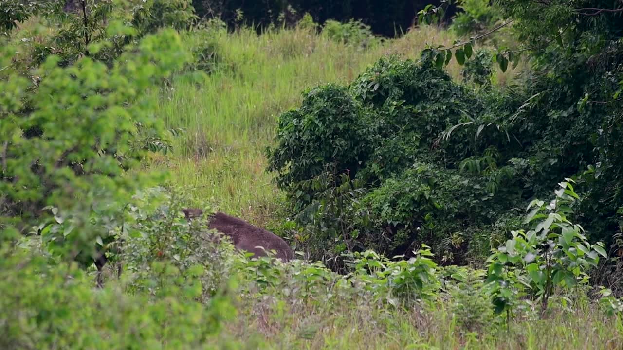 Asya filleri nesli tükenmekte olan türlerdir ve aynı zamanda Tayland'ın yerli sakinleridir