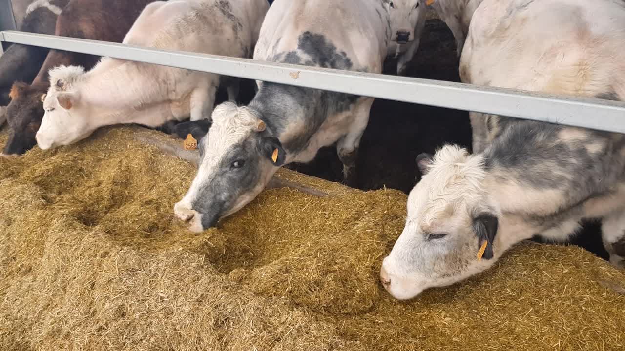 las vacas en un establo comen forraje, industria agrícola