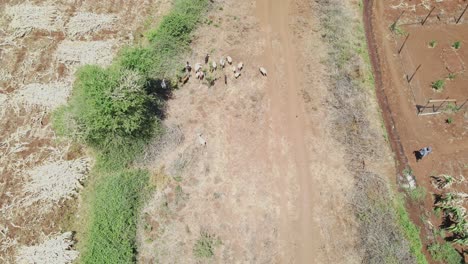 Luftdrohnenaufnahme-Der-Masai-Ziegen,-Die-In-Der-Afrikanischen-Savanne-Kenias-Fressen