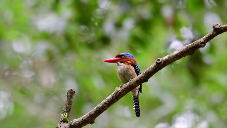 a tree kingfisher and one of the most beautiful birds found in thailand within tropical rain-forests