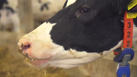 a close-up shot of a cow’s head as it eats calmly, chewing mouthfuls of feed. the animal’s expression and movement are natural and grounded in a rural setting.