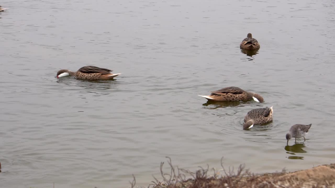 White-cheeked Pintail Duck and Andean Duck feeding in a pond slow motion