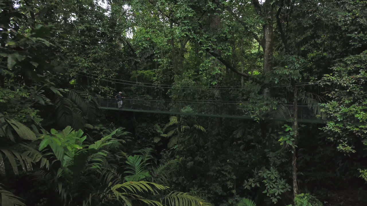 Person on a Canopy Walk Suspension Bridge in a Lush Rainforest