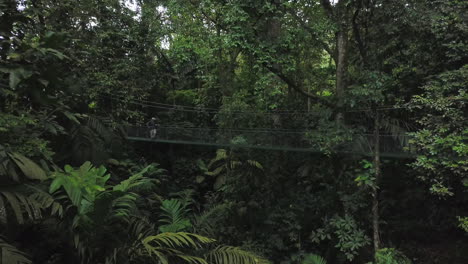 person on a canopy walk suspension bridge in a lush rainforest