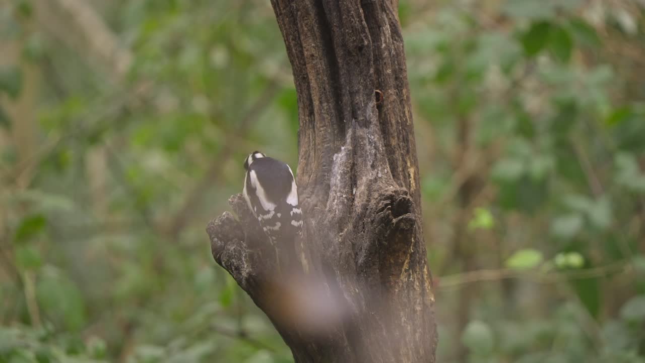Woodpecker perched upright on dead tree limb, vertical trunk in frame, natural forest light