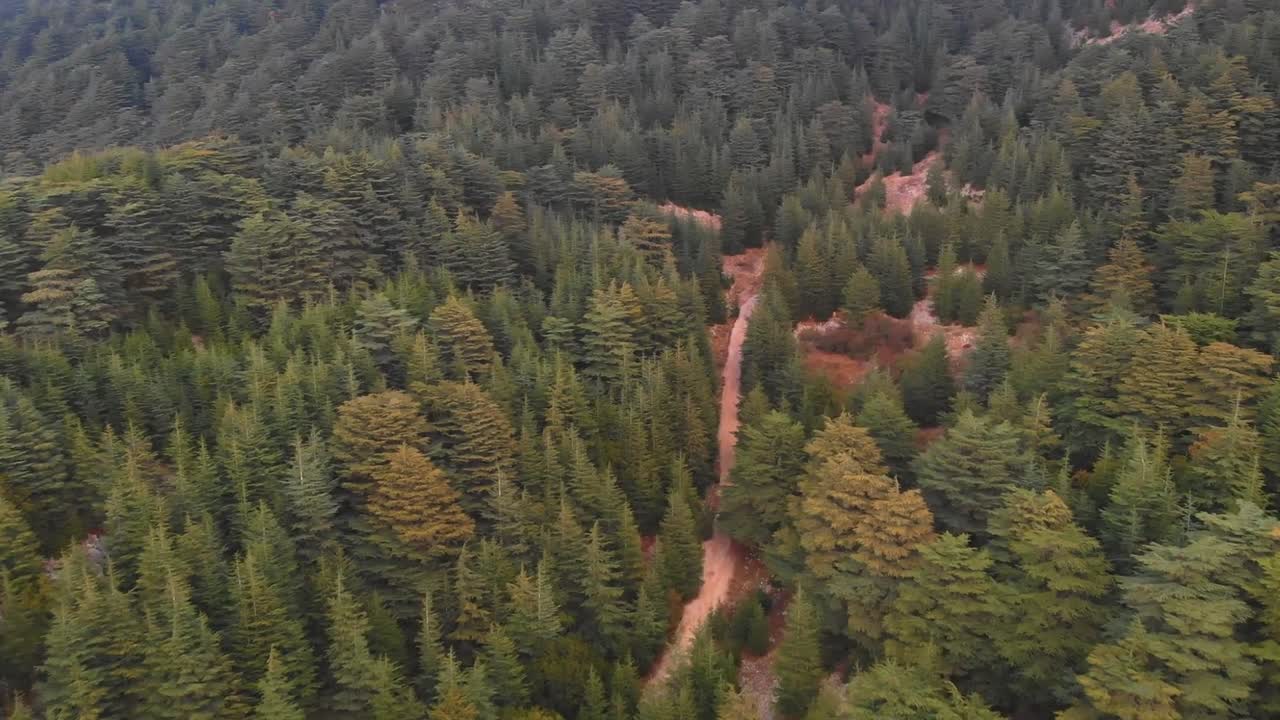 Ripresa aerea fluida di pini sempreverdi diffusi su un terreno montuoso accidentato. Ambiente naturale scenografico con tonalità di verde intenso e fogliame autunnale.