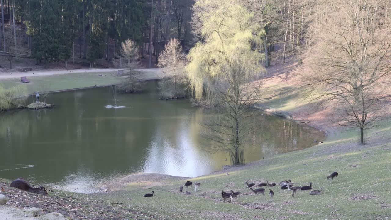 Deer herd by the lake, wildlife landscape