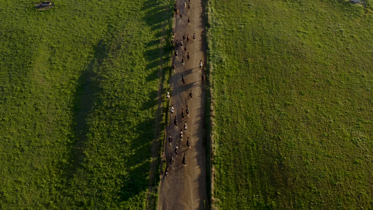 안개와 함께 아침에 신선한 목초지로 이동하기 위해 비포장 도로를 사용하는 소