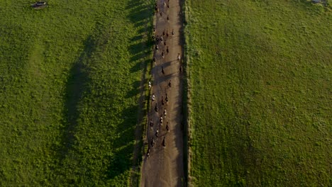 vacas que usan caminos de tierra para moverse a pastos frescos en la mañana con niebla