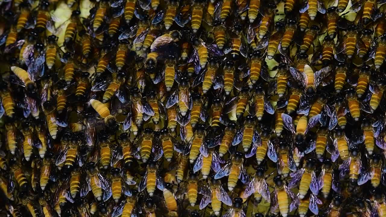 se sabe que las abejas melíferas gigantes construyen grandes colonias de nidos con bolsillos simétricos hechos de cera para almacenar miel como fuente de alimento.