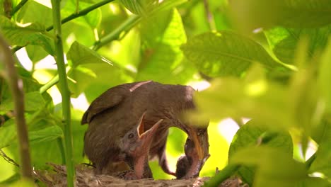 Black-bird-in-a-nest-feeding-baby-birds