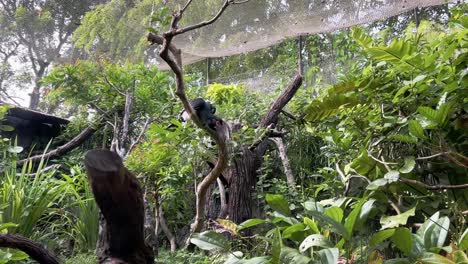 static shot of a tame trumpeter hornbill with black plumage and large distinctive beak, perching on tree branch curiously looking at the surroundings at an enclosed natural zoo at daytime