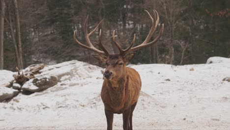 red stag deer standing in the snowy habitat in quebec, canada