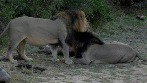 two lion brothers cuddling and resting, laying down, in the kruger national park, in south africa