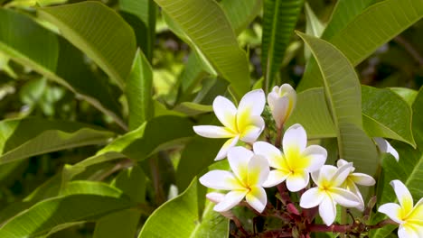 Primer-Plano-De-Uno-De-La-Familia-Plumeria-La-Flor-Blanca-Frangipani