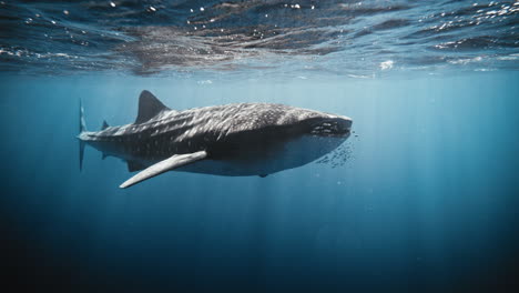 wide open mouth with school of fish as whale shark in slow motion swims at ocean surface