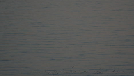 flock of seagulls birds floating on the sea water