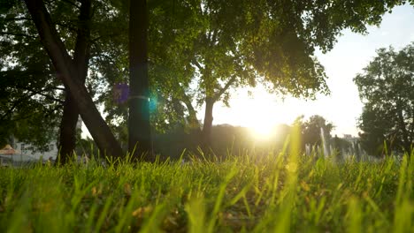 park sunset scene