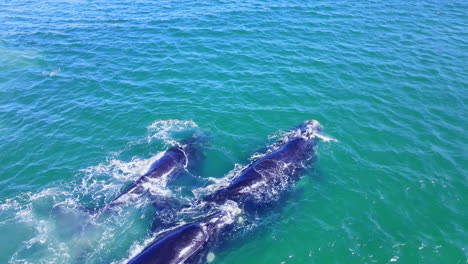 mating group of southern right whales in atlantic, cow followed by bulls, aerial