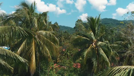 Aerial-flight-close-up-between-palm-tree-leaves-on-tropical-island