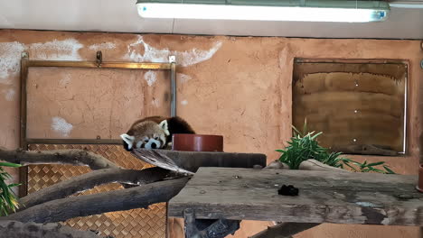 fotografía estática de un panda rojo descansando en una plataforma de madera dentro de un zoológico