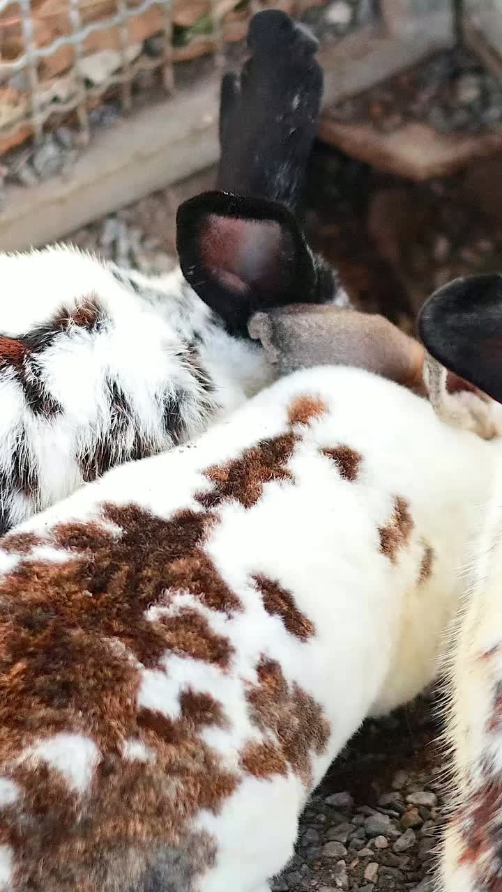 세 마리의 토끼가 울타리 근처에서 상호 작용하고 있습니다.