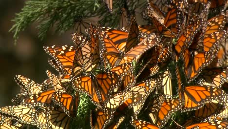 mariposas en ciprés