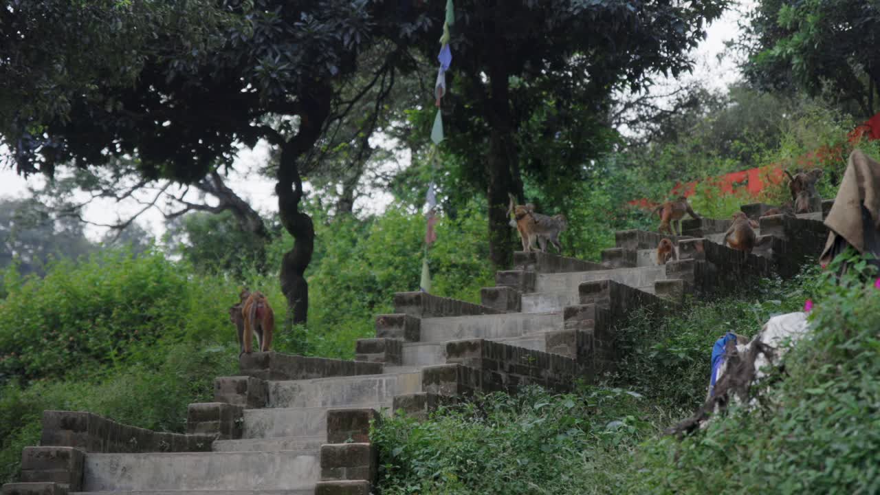 los monos saltan por escaleras de piedra en el bosque en cámara lenta.