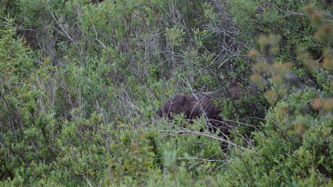 Close up of Moose Walking Through Tall Green Brush Plants, Colorado Wildlife Mammals in Summer, Moose Walking Away