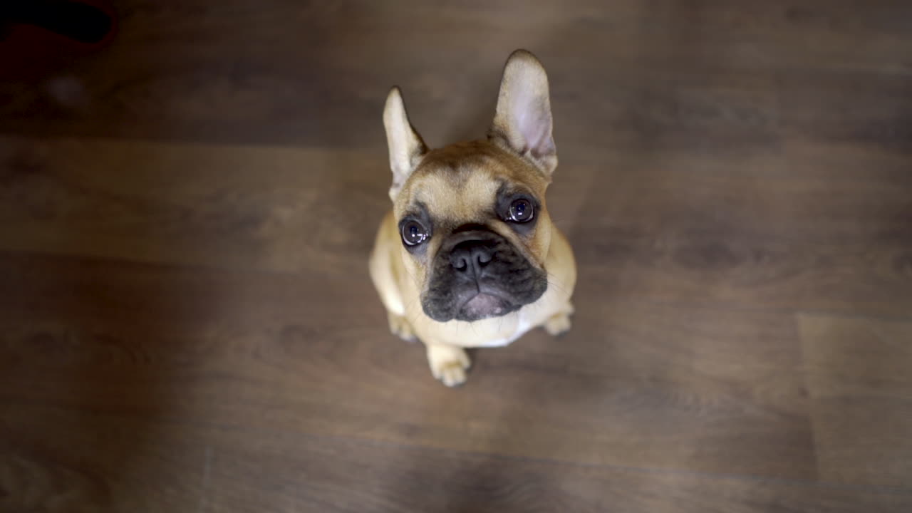 A pug puppy on a brown wooden floor staring up into a camera then leaving